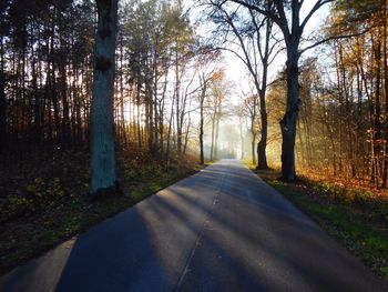 Road passing through forest