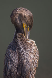 Close-up of a bird against gray background