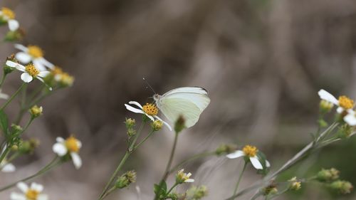 Close-up of butterfly pollinating on white flower