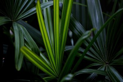 Close-up of green plant