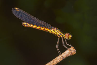 Close-up of dragonfly on twig