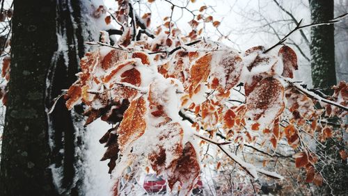 Close-up of frozen tree during winter