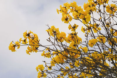 yellow