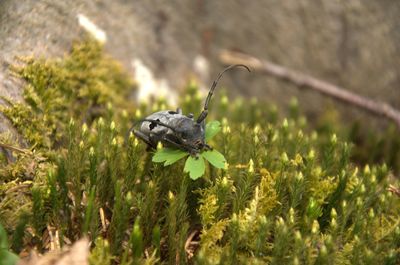 Close-up of butterfly on flower