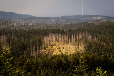 Scenic view of forest against sky