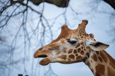 Close-up of a giraffe