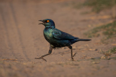 Close-up of bird perching on field