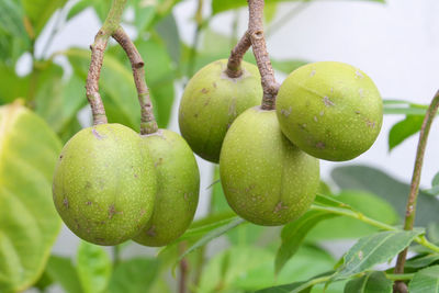 Close-up of fruits growing on tree