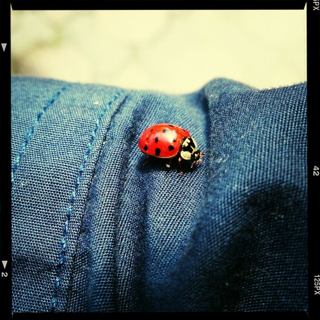 one animal, animal themes, insect, animals in the wild, ladybug, wildlife, close-up, transfer print, red, auto post production filter, spotted, focus on foreground, selective focus, day, outdoors, no people, animal markings, nature, zoology, natural pattern