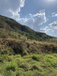 Scenic view of field against sky