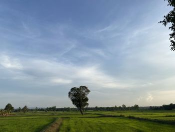 Tree on field against sky