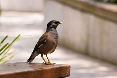 Close-up of bird perched on a table