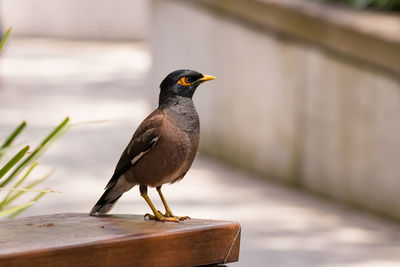 Close-up of bird perching on wall