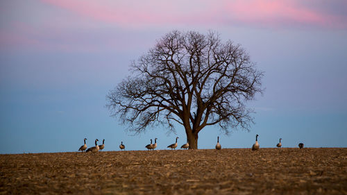 People on field against sky during sunset