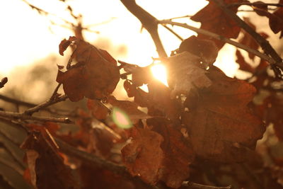 Close-up of plants against sky