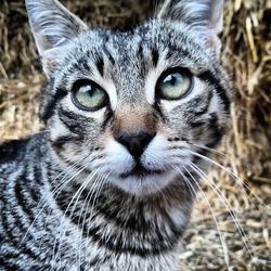 Close-up portrait of cat