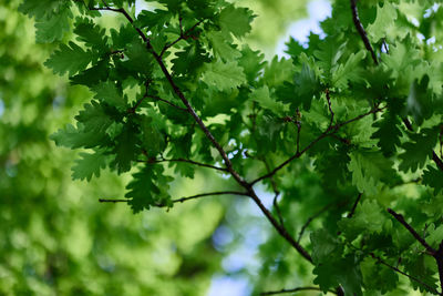 Oak leaves