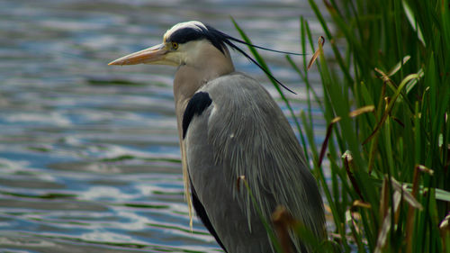 Large grey heron single bird close up  low angle view perched by side of lake