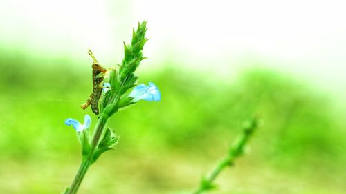 Close-up of insect on plant