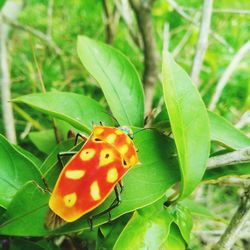 Close-up of insect on plant