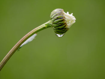 Close-up of water drop on bud