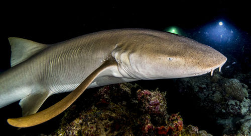 Close-up of fish swimming in sea