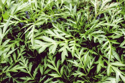 Full frame shot of green leaves