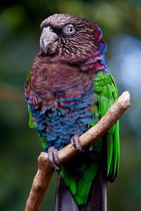 Close-up of parrot perching on branch