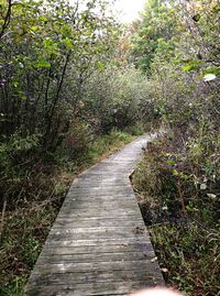 Footpath leading towards trees