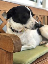 Close-up of dog relaxing on seat at home