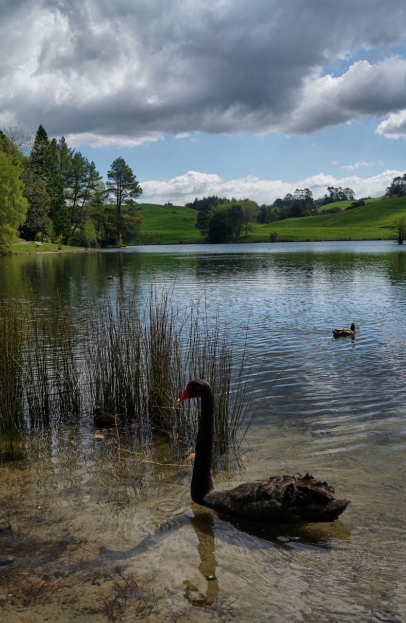 animals in the wild, animal themes, lake, water, cloud - sky, bird, nature, one animal, reflection, black swan, swimming, animal wildlife, swan, no people, outdoors, day, beauty in nature, waterfront, sky, tranquility, water bird, scenics, tree