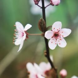 Close-up of pink cherry blossoms