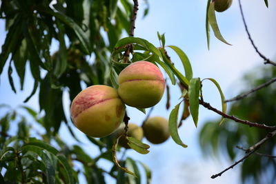 Low angle view of apple on tree