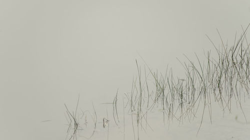 Scenic view of lake against clear sky