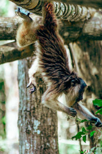 Close-up of monkey on tree trunk