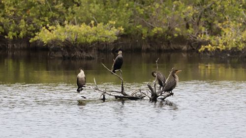 Birds perching on a lake