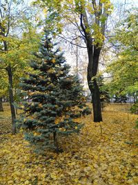 Trees in autumn