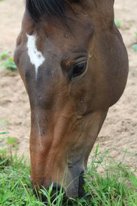 Close-up of horse on field