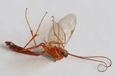 Close-up of insect on white background