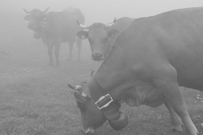 Cow standing on field