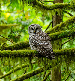Owl perching on mossy tree