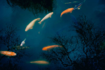 Golden carps and koi fishes in the pond. colorful koi carps in blue pond background.