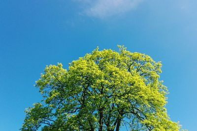 Low angle view of trees against blue sky