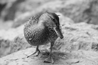 Close-up of a bird