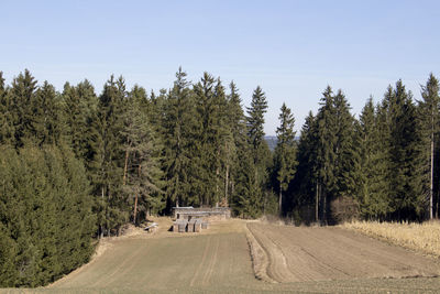 Scenic view of trees against clear sky