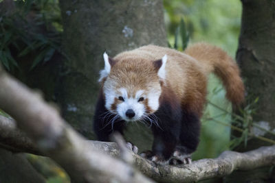 Red panda on tree at forest