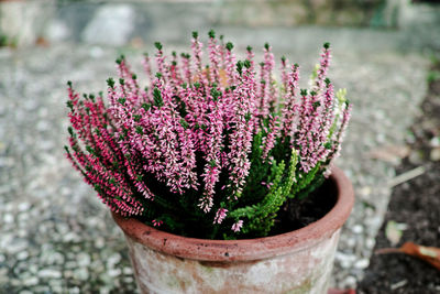 Flower pot at yard