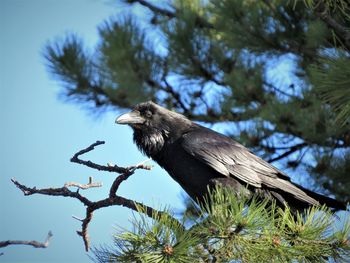 Low angle view of bird perching on tree