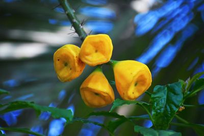 Close-up of yellow flowering plant