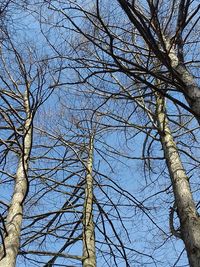 Low angle view of bare trees against clear blue sky